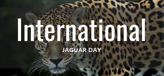 International Jaguar Day